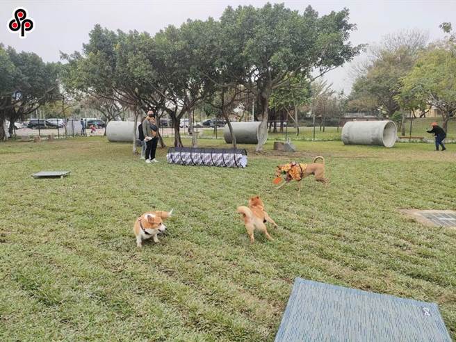 立委指出，现在已有宠物商业保险，应基于此基础研议开办宠物健康保险，且须在已施打晶片等条件下才可享有健保。（本报系资料照）