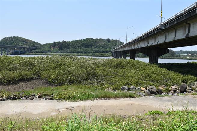 竹南镇塭内湿地生态保育区长满许多红树林，是苗栗县内面积最大红树林。（谢明俊摄）