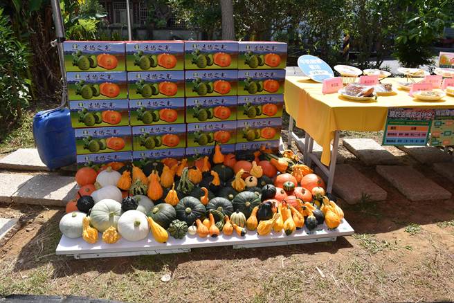 苗栗县造桥乡南瓜季开锣了，苗栗县长锺东锦欢迎大家来造桥赏南瓜吃南瓜。（谢明俊摄）