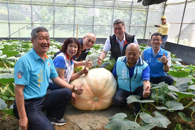 苗栗县造桥乡南瓜季开锣了，精心栽培的大南瓜比一个成年人还重。（谢明俊摄）