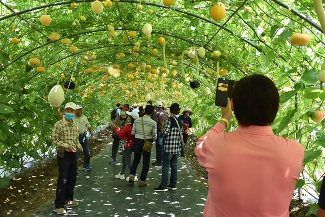 苗栗县造桥乡南瓜季开锣了，结实累累的南瓜隧道让游客惊艳。（谢明俊摄）