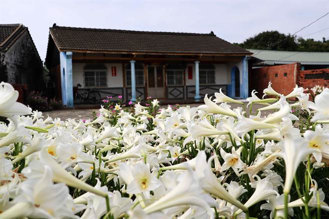 嘉義縣新港鄉板頭社區古厝百合再度盛開，百合花叢與古樸老厝相輝映。（呂妍庭攝）