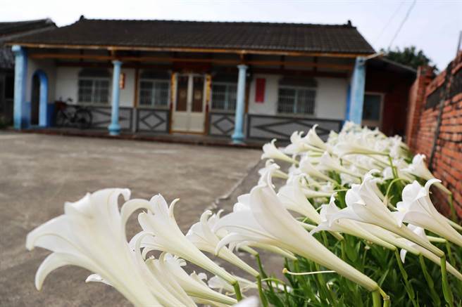 嘉義縣新港鄉板頭社區古厝百合再度盛開，百合花叢與古樸老厝相輝映。（呂妍庭攝）