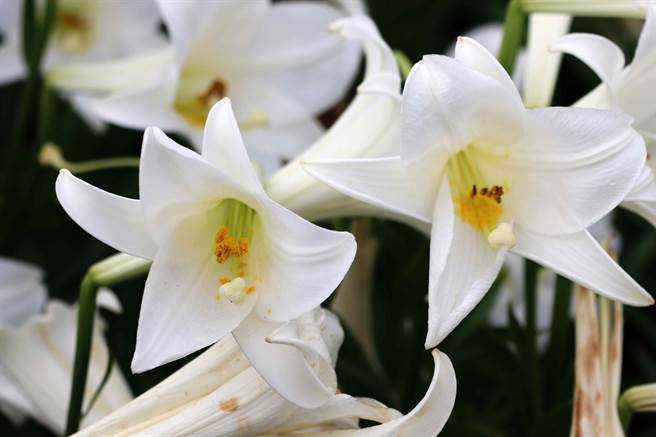 每年4到5月是百合花盛開季節，阿嬤院子開滿了白色百合，是當地初夏最美風景。（呂妍庭攝）