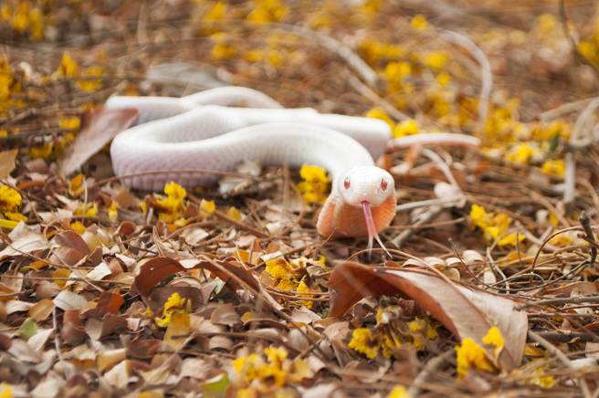 印度一处民宅在一场大雨过后，竟出现一条白化眼镜蛇，让居民都惊讶不已。(示意图/达志影像)