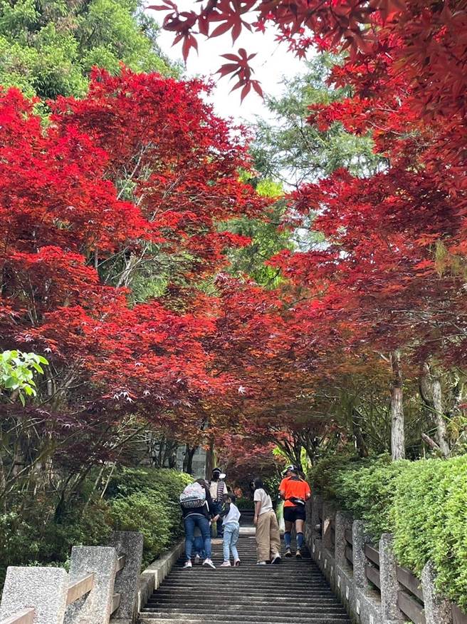 太平山庄中央阶梯两侧的紫叶槭，每年4到10月都会呈现紫红色枫叶美景，总是让游客嘆为观止！（罗东林管处提供／吴佩蓉宜兰传真）