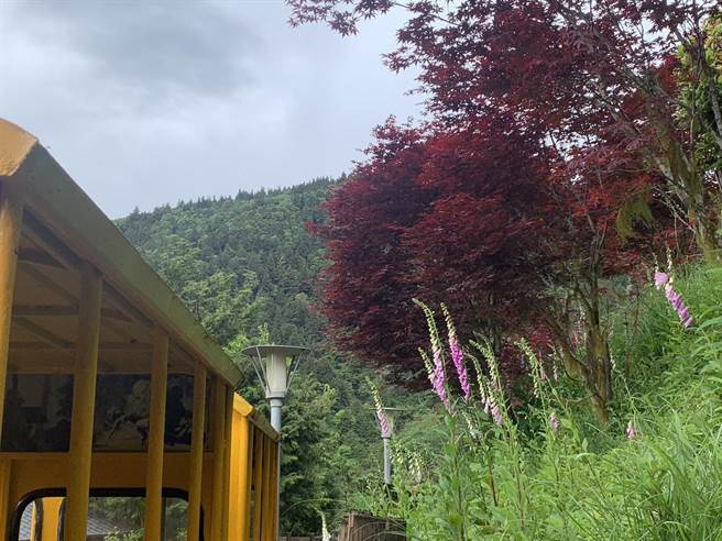 太平山森林园区的植物五顏六色相继绽放。（罗东林管处提供／吴佩蓉宜兰传真）