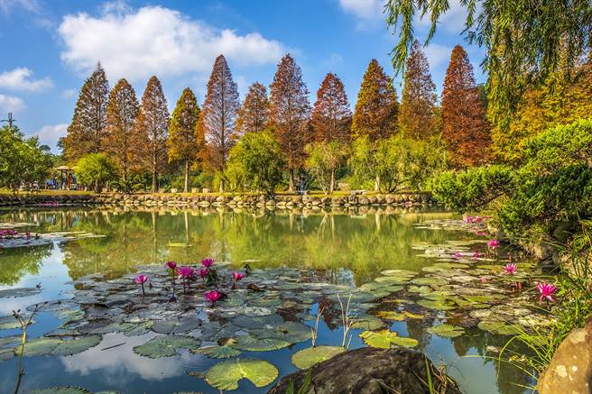 北埔六塘落雨松美景，已是知名景点。（罗浚滨摄）