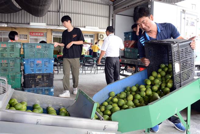 柠檬产地价格低迷，农会质疑有人在压价。(林和生摄)