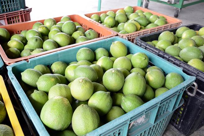 柠檬产地价格低迷，农会质疑有人在压价。(林和生摄)