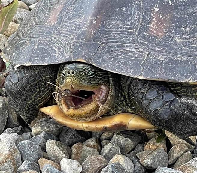 一只野生斑龟遭鱼鉤、鱼线缠身，受困于桃园市许厝港溼地，9日下午被民眾发现并送医治疗。（桃园市野鸟学会提供／蔡明亘桃园传真）