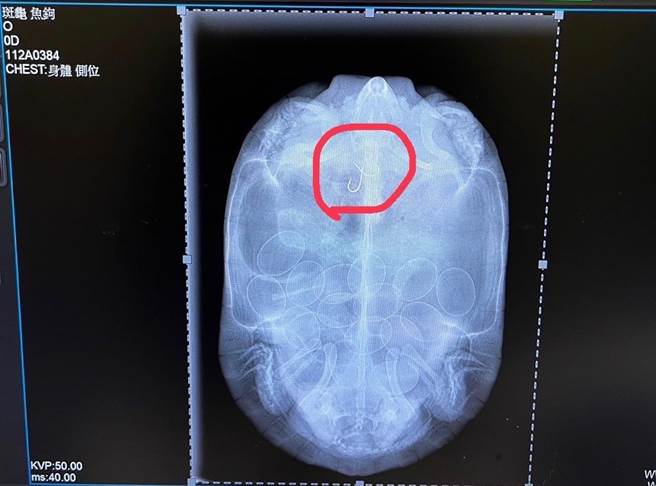 桃园市野鸟学会野生动物诊所救治受伤斑龟，经X光检查发现，除了嘴上卡鱼鉤外，食道内还有2个鱼鉤。（桃园市野鸟学会提供／蔡明亘桃园传真）