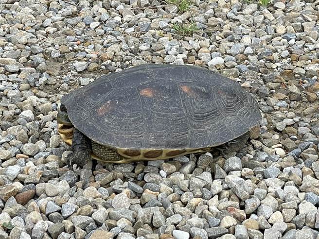 桃园市野鸟学会调查义工9日下午在许厝港溼地復育区发现，一只野生斑龟遭鱼鉤、鱼线缠身，紧急送医救治。（桃园市野鸟学会提供／蔡明亘桃园传真）