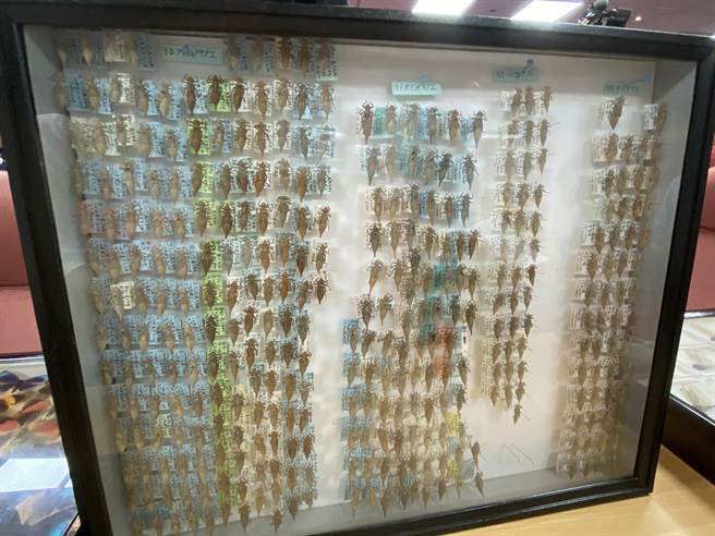 标本捐赠会现场展示包括，八田教授自世界各地搜集的甲虫等昆虫标本、日本邮票的昆虫，及八田专长领域的水生昆虫标本。（张妍溱摄）