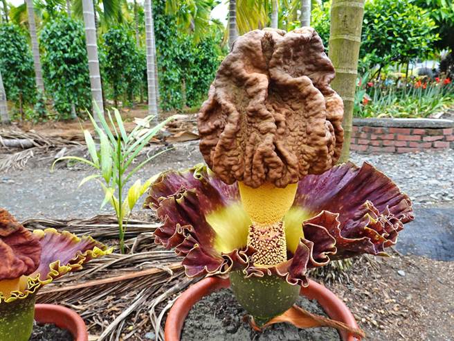 屏东县新埤乡建功村復育魔芋有成，还因此带动地方观光，不少人「闻臭而来」，就为一睹这一神奇植物。（新埤DOC提供／谢佳潾屏东传真）