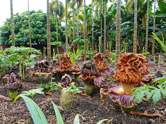 屏东县新埤乡建功村復育魔芋有成，还因此带动地方观光，不少人「闻臭而来」，就为一睹这一神奇植物。（新埤DOC提供／谢佳潾屏东传真）