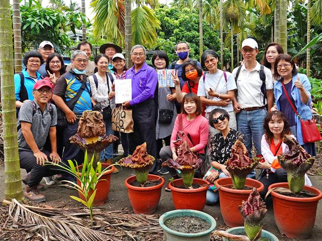 屏东县新埤乡建功村復育魔芋有成，还因此带动地方观光，不少人「闻臭而来」，就为一睹这一神奇植物。（新埤DOC提供／谢佳潾屏东传真）