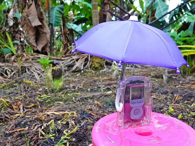 屏东县新埤乡建功村復育魔芋有成，还因此带动地方观光，不少人「闻臭而来」，就为一睹这一神奇植物。（新埤DOC提供／谢佳潾屏东传真）