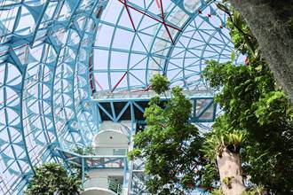 搶看世界最大種子「海椰子」 科博館搭透明電梯鳥瞰一覽無遺
