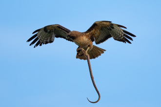 老鷹捕食遭獵物反攻 被小蛇「抱緊」處理險喪命