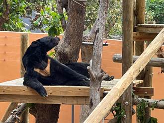 壽山動物園打造人熊友善環境 專家：豐富設施行為更多元