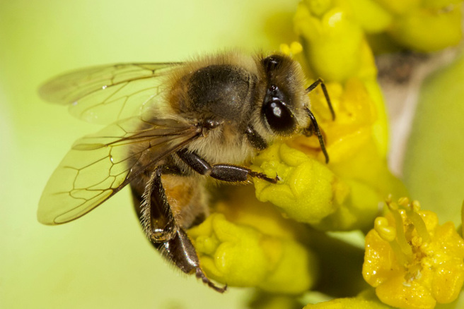 尼加拉瓜一輛公車墜崖50公尺後，全車45人幸運生還，但公車撞上殺人蜂箱，反而導致乘客及司機被殺人蜂攻擊，釀成6人死亡。（資料照／shutterstock）