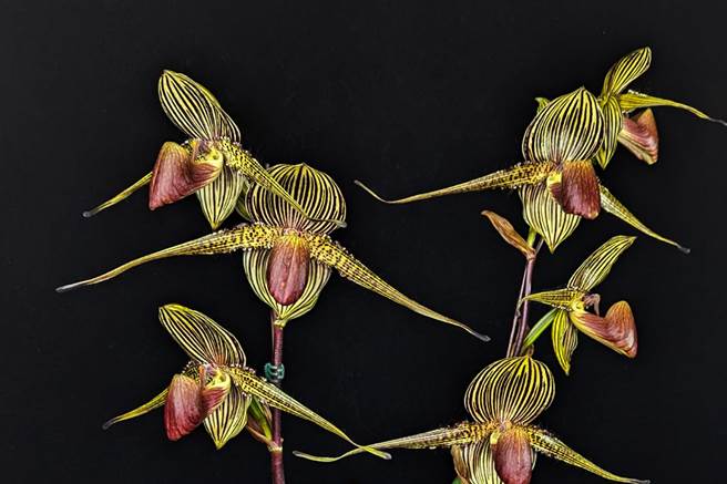 仙履兰形态特殊、色彩艷丽，以花朵唇瓣特化成「拖鞋状」而得名，被喻为「仙女遗落凡间的鞋子」，图为今年多花型总冠军。（科博馆提供／张妍溱台中传真）