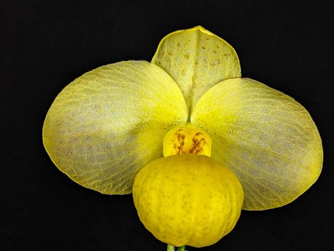 仙履兰巡迴展2023单花型总冠军是改良自金童拖鞋兰及爱默森拖鞋兰两个原生种的仙履兰。（科博馆提供／张妍溱台中传真）