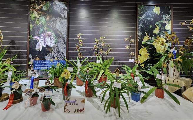 《台湾仙履兰协会巡迴展》娇艳欲滴的仙履兰品种，即日起至5月14日为期4天在植物园热带雨林温室游客中心现场展示。（科博馆提供／张妍溱台中传真）