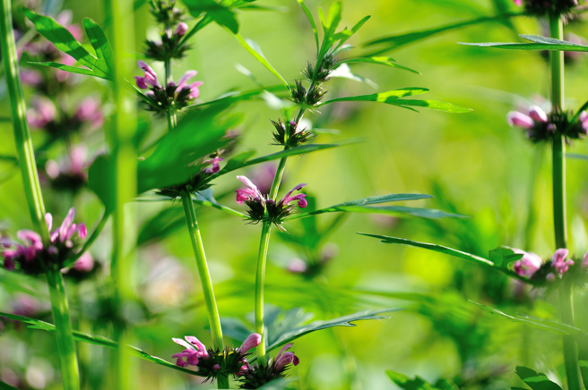 益母草自古以来就是妇女的保健调理圣品。（图／shutterstock）