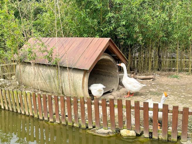 大有梯田生态公园生态池中有许多大白鹅、鸭子等小动物。（陈梦茹摄）