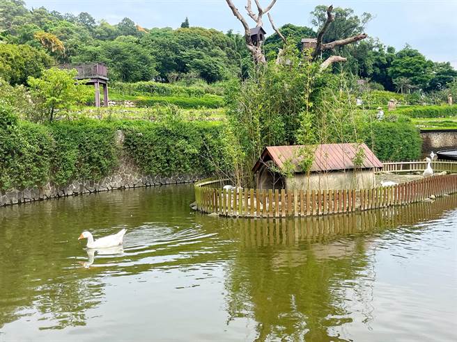 大有梯田生态公园生态池中有许多大白鹅、鸭子等小动物。（陈梦茹摄）