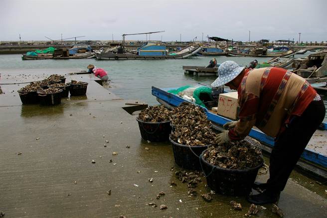 推動雲林縣牡蠣產業進化，蚵農籌備牡蠣養殖發展協會。（本報資料照片）