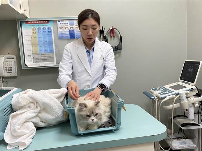 全国动物医院首创猫综合医院，设置牙、心臟、肾臟泌尿、肿瘤以及影像等5个次专科，让喵星人也能受到妥善的健康服务。（冯惠宜摄）
