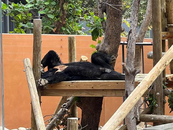 黑熊在栖上呈现慵懒睡姿。（高市观光局提供）
