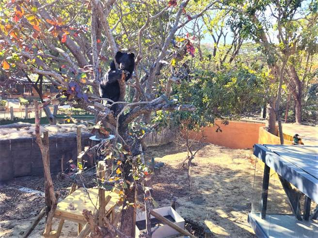 黑熊爬上树梢眺望园区景致。（高市观光局提供）