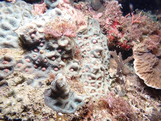 农历3月23日垦丁珊瑚产卵大爆发，为此，垦管处将于12、13日晚上9点至9点半在脸书平台直播眺石、出水口的珊瑚产卵盛况。（垦管处提供／谢佳潾屏东传真）