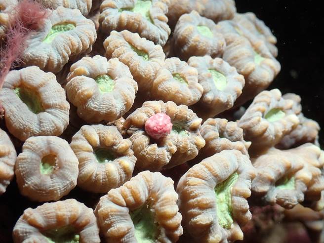 农历3月23日垦丁珊瑚产卵大爆发，为此，垦管处将于12、13日晚上9点至9点半在脸书平台直播眺石、出水口的珊瑚产卵盛况。（垦管处提供／谢佳潾屏东传真）