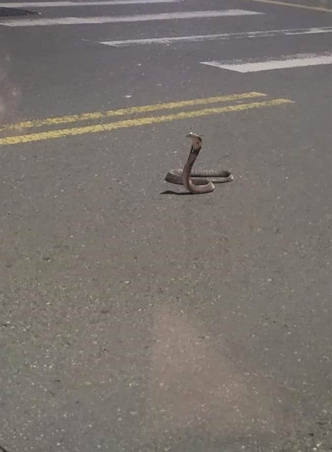 斗六市镇南路中今晚出现一条大眼镜蛇，盘据在路中央作势攻击人。（网友柳承劭提供）