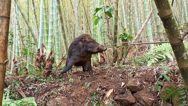 猎人们声称是为了抓捕山猪而设立陷阱，但山猪吊和捕兽铗在山区进行无差别攻击，也害全山生灵同受伤害。（图／翻摄脸书）