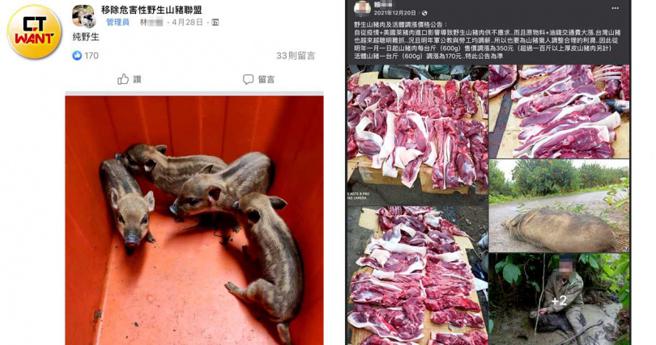 猎人们打着保护农产旗帜猎捕山猪，实则将捕到的山猪贩售牟利，连小山猪都成为商品。（图／翻摄脸书，CTWANT合成）
