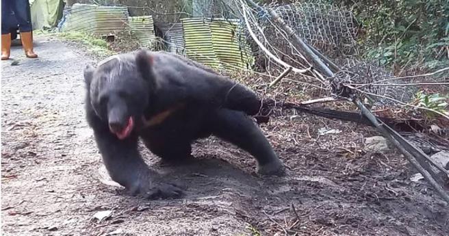 编号「711」的台湾黑熊2020年10月在东卯山下田柿园首度误入陷阱，被发现时其情绪激动、满身是伤，嘴巴更因想咬铁炼挣脱而满嘴是血。（图／林务局提供）