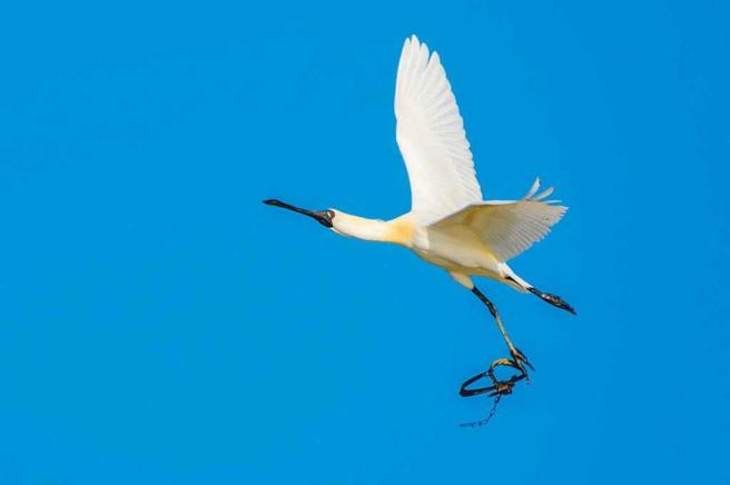 山猪吊和捕兽铗在台湾山区泛滥设置，连来台过冬的黑面琵鹭都「中招」，爱鸟人士试图救援无果，只能看着黑面琵鹭带着刑具「回家」。（图／詹惠娟提供）