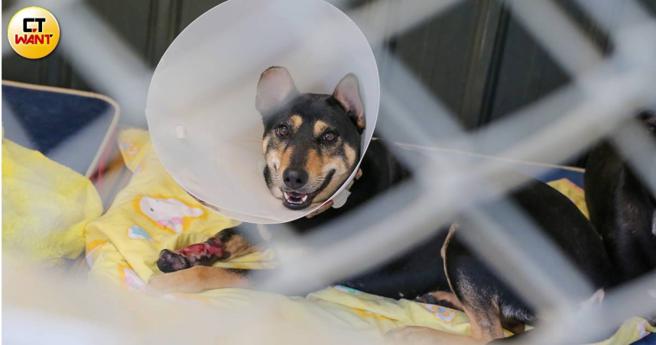 国姓台21线因山猪吊和捕兽铗泛滥造成浪犬严重损伤，有毛孩误入陷阱多次，至今伤口仍血红一片，看到人类出现还不忘露出笑容。（图／黄耀徵摄）