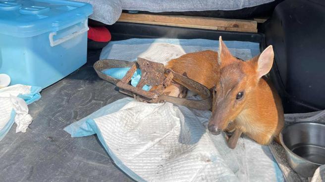 违法猎区对全山生灵进行无差别攻击，山羌也成为「铗下受害者」。（图／翻摄画面）