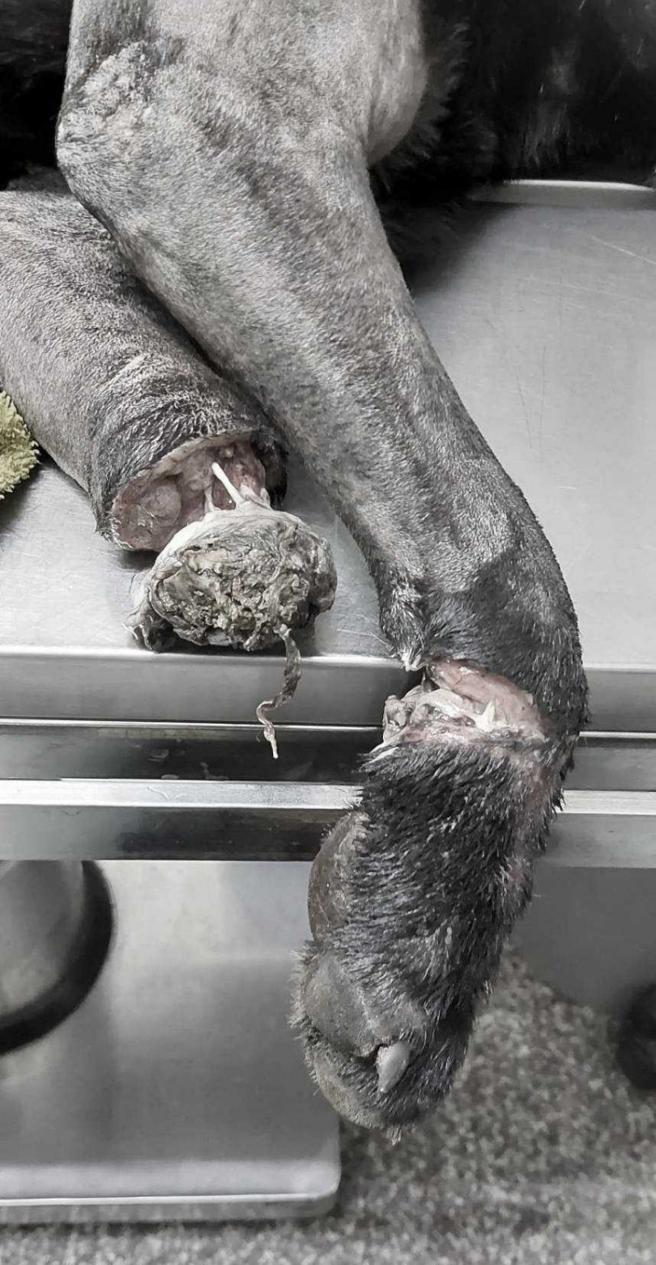 非法猎具伤害极大，猫狗或其他动物一旦中招往往非死即伤，甚至得截肢才能保住性命。（图／民眾提供，经变色处理）