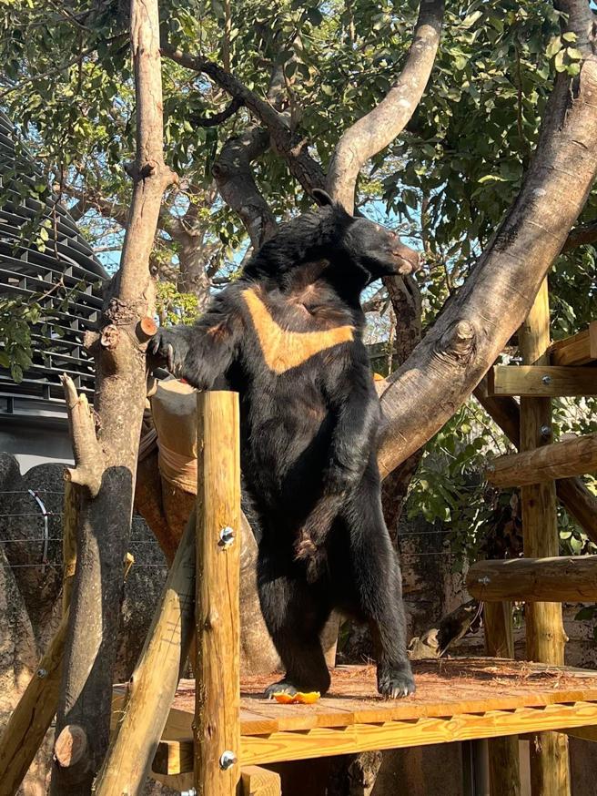 「波比」爬上栖架站姿眺望(高雄市观光局提供)