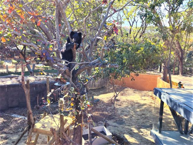 黑熊爬上树梢眺望园区景致(高雄市观光局提供)