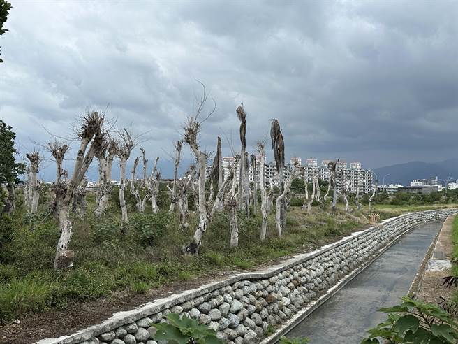 台东去年移植的数十棵菩提树，经过数月，树身呈灰色，毫无生气。（蔡旻妤摄）