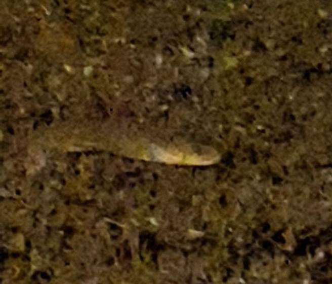 国民党高市议员李雅静12日前往议会参加农林部门质询，她提及日前多次在公园内发现蛇类现身，让许多人相当恐慌，希望高市府农业局加强公共场域巡检。（李雅静提供／洪浩轩高雄传真）